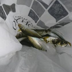 サビキでアジ