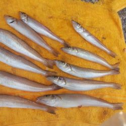 潮動き悪く良型キス不発の播磨新島