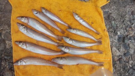 潮動き悪く良型キス不発の播磨新島