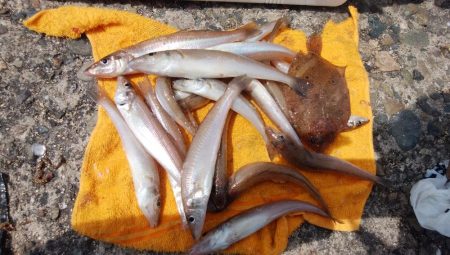 潮の動き良い播磨新島釣行