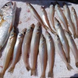 潮の動き今一でもキスが釣れる播磨新島