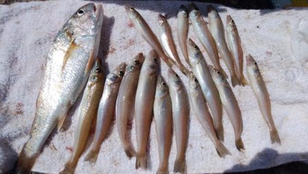 潮の動き今一でもキスが釣れる播磨新島