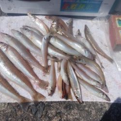 10時から爆釣の播磨新島釣行