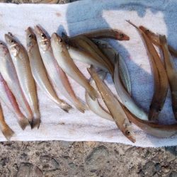 数が釣れ始めた播磨新島釣行