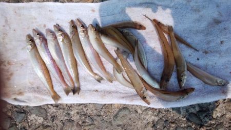 数が釣れ始めた播磨新島釣行