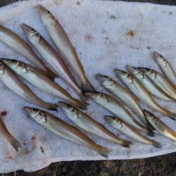 暴風の播磨新島釣行