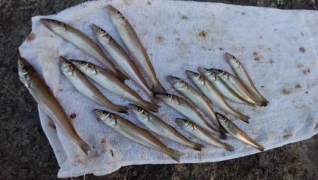 暴風の播磨新島釣行