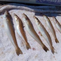 時合いドンピシャの播磨新島釣行