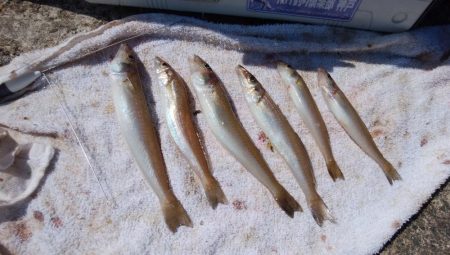 時合いドンピシャの播磨新島釣行