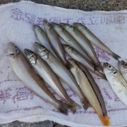 ７日連投の播磨新島釣行