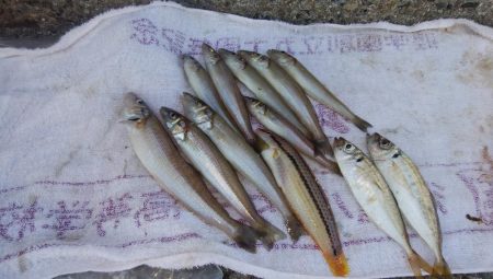 ７日連投の播磨新島釣行