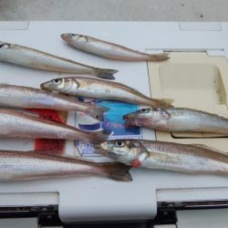 播磨新島のキス情報