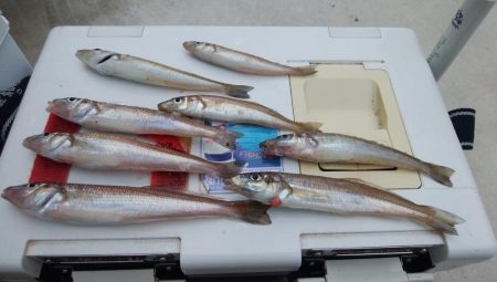 播磨新島のキス情報