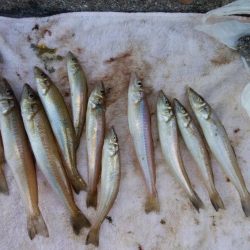 台風通過後2日目にキスが復活した播磨新島