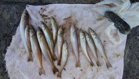 台風通過後２日目にキスが復活した播磨新島