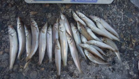 キスの活性が戻った播磨新島