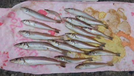 快釣続く播磨新島釣行