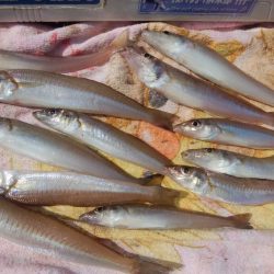 今日も、まずまずの播磨新島釣行