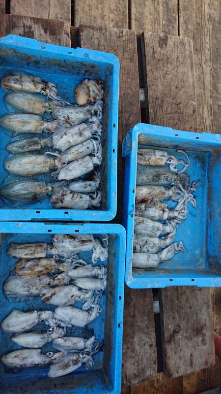 今年は渋いなぁ