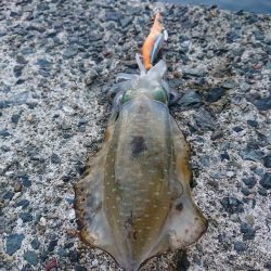 今年初のアオリイカ釣行