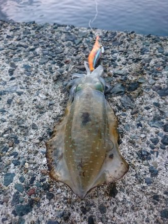 今年初のアオリイカ釣行