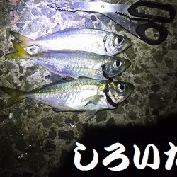 今日のアジ釣りは厳しかった。