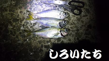 今日のアジ釣りは厳しかった。