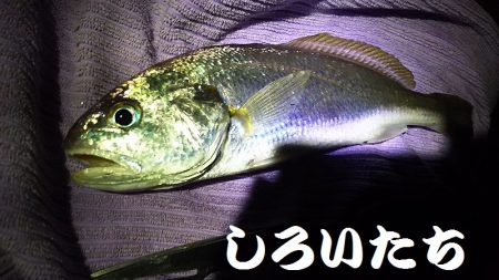 タチウオはまだ？