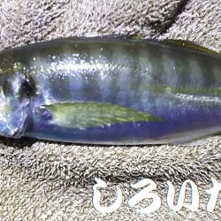 姫路アジをアジングでも釣ってみた