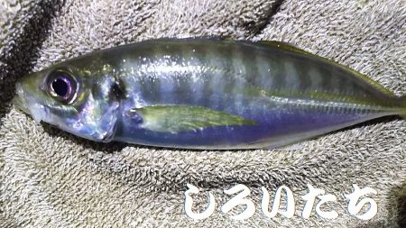姫路アジをアジングでも釣ってみた