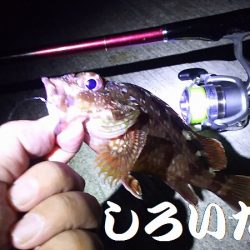 今日も、アジを狙いにいきました。