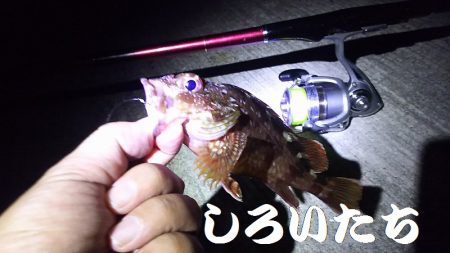 今日も、アジを狙いにいきました。