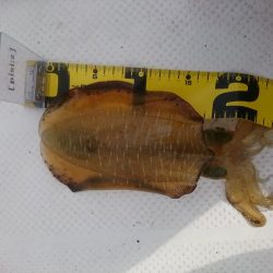 ボートエギング1