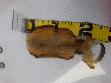 ボートエギング1