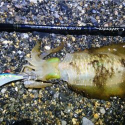 アオリイカ6杯 コウイカバラシ