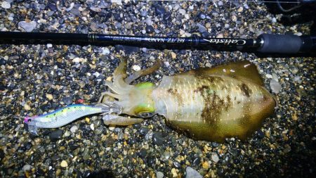 アオリイカ6杯 コウイカバラシ