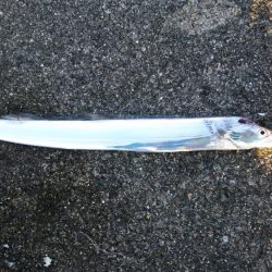 タチウオ２匹、ドジョウテンヤ