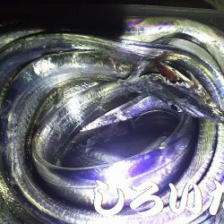 ようこそ、タチウオちゃん達、まってたよ。