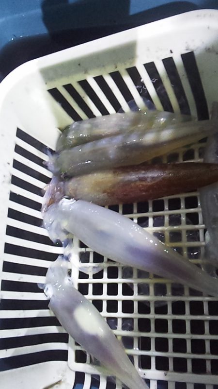 まだいるぞ　良型!!