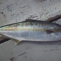 ジギングシーズン始まるよー