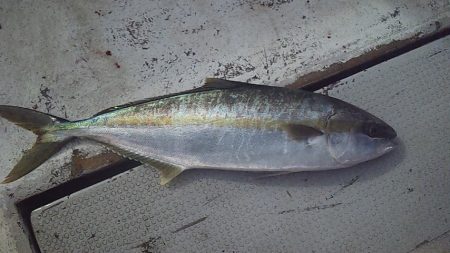 ジギングシーズン始まるよー