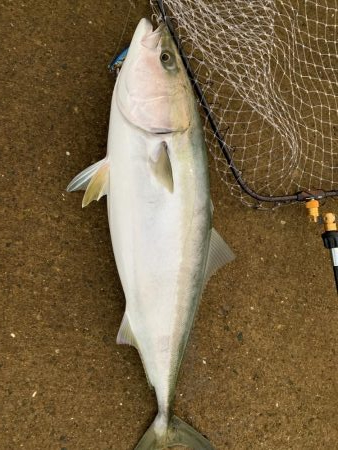 77センチメジロ！