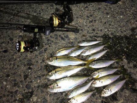 アジング 豆アジ小アジ