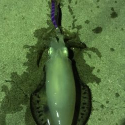 堂ノ浦でアオリイカ