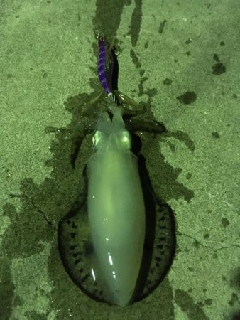 堂ノ浦でアオリイカ