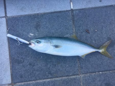 そろそろ秋ですねー。