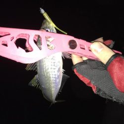 晴れ間のアジング