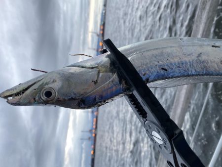 今年初のタッチー