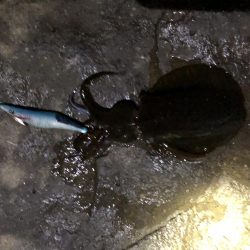 ランガンエギング