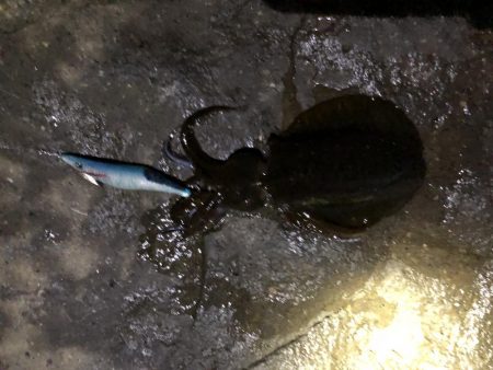 ランガンエギング